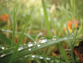 Фотография росинок в траве - визуальный образ для Раменского Мясокомбината